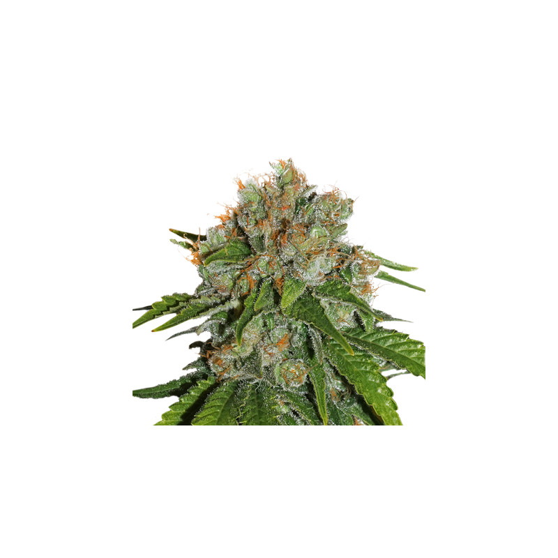 Amnesia fem â  - 1